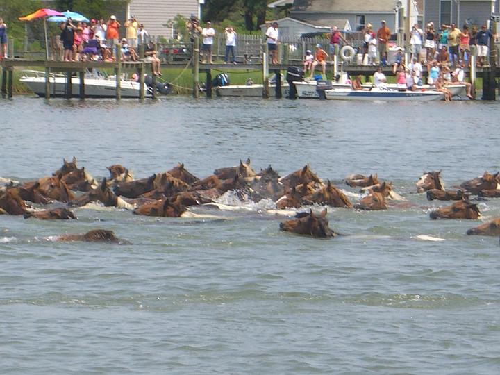 Chincoteague Pony Swim July 2007 053.JPG